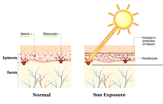 图示 咖啡酸抑制黑色素沉淀