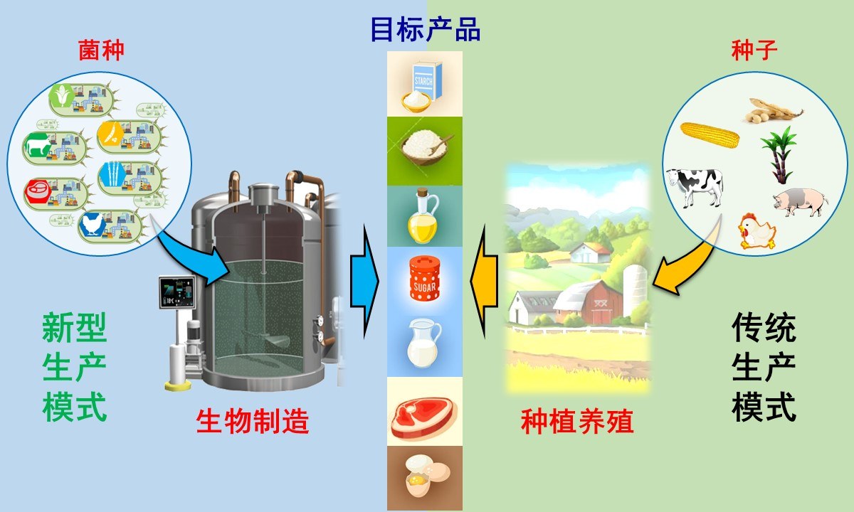 未来农产品的合成生物制造.jpg